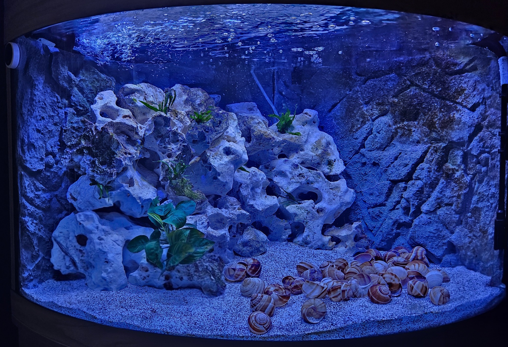 Aquarium approximately 24 hours after installation