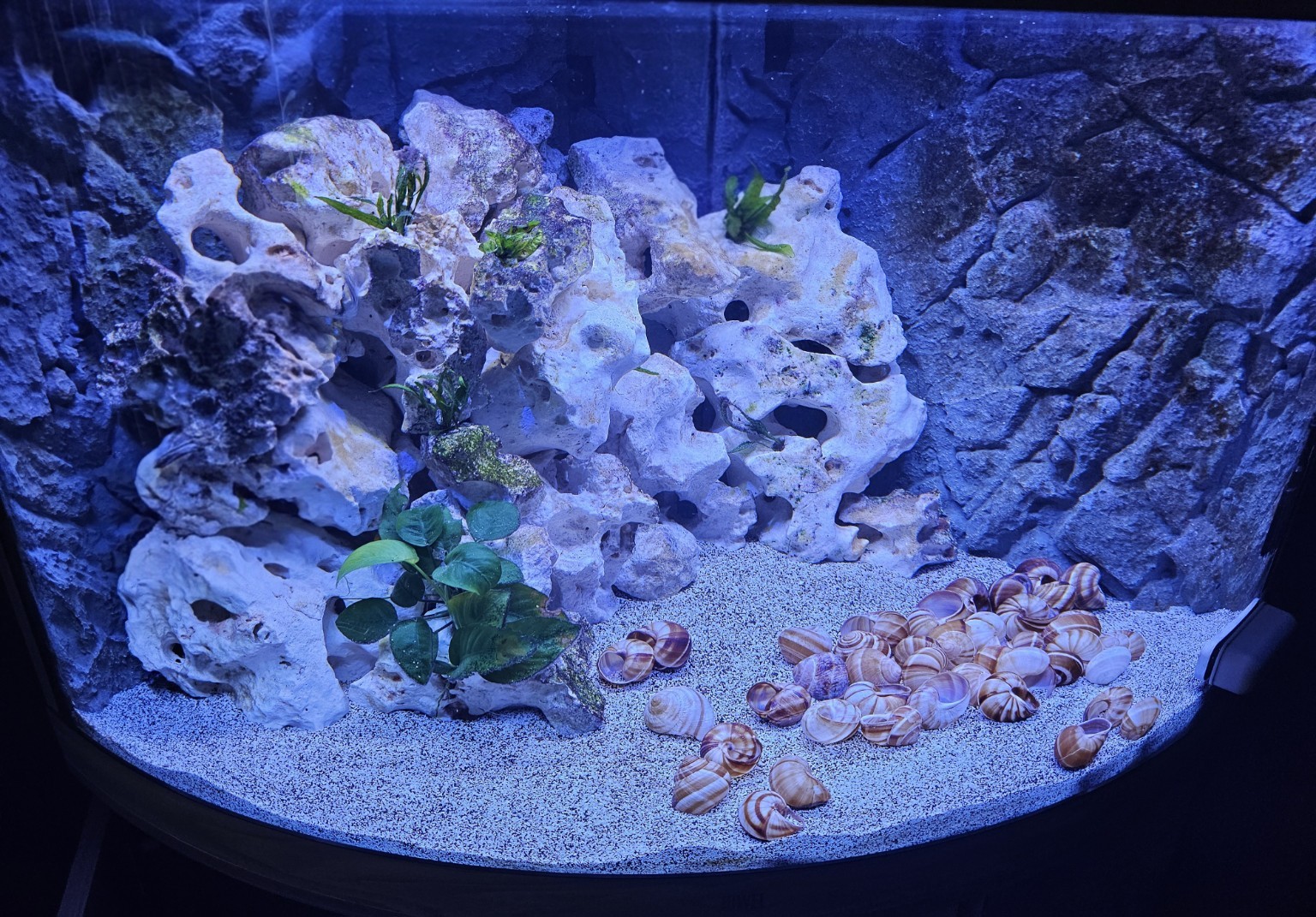 Stonehouse Aquatics Lake Tanganyika aquarium