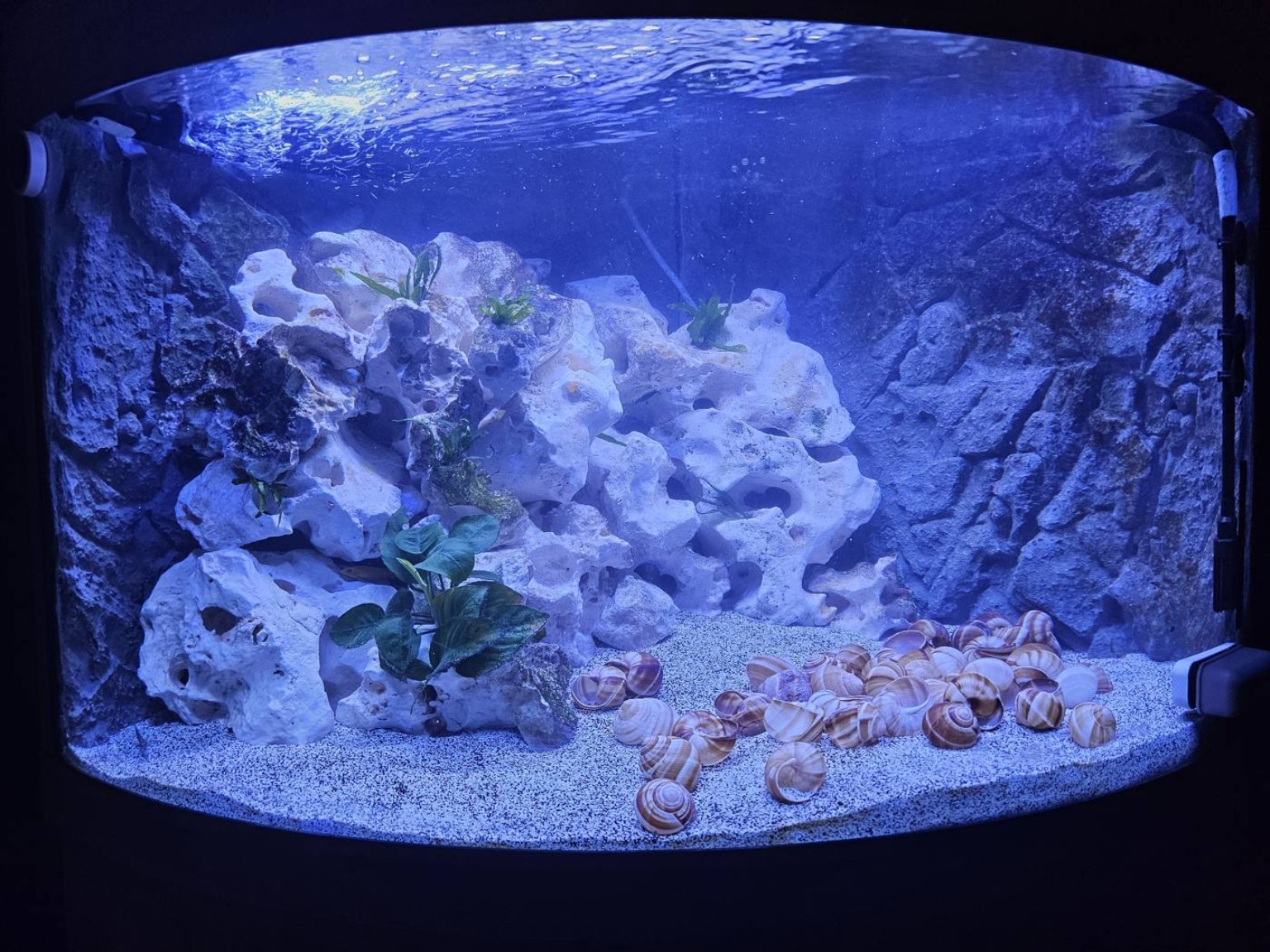 Aquarium on installation day
